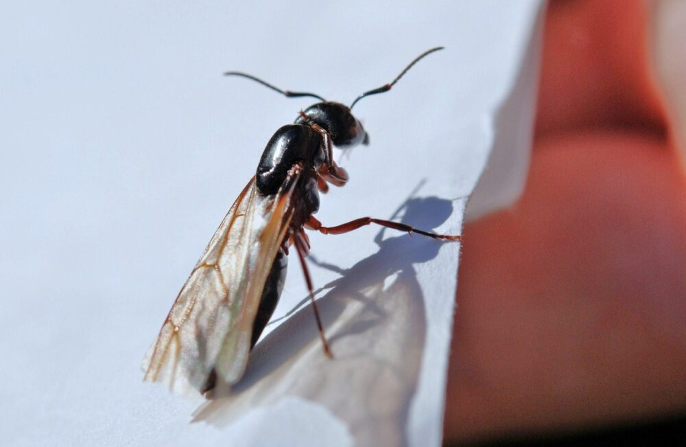 Key Ways to Identify Termite Problems Before Relocating
